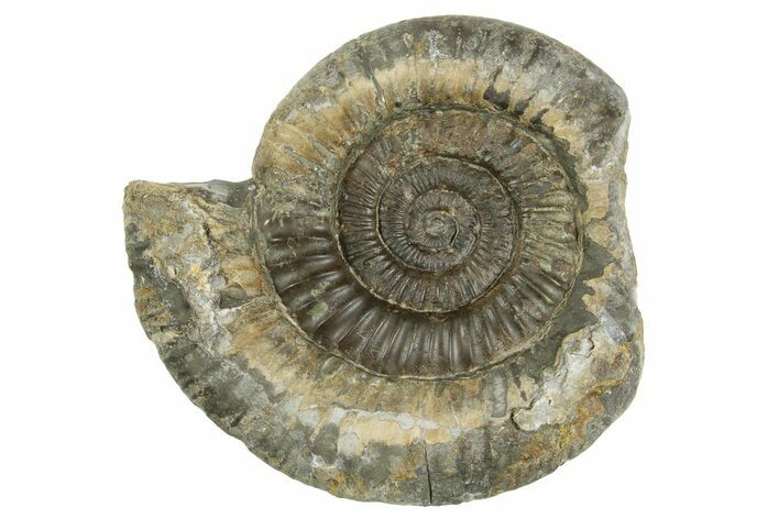 Jurassic Ammonite (Dactylioceras) Fossil - England #362505